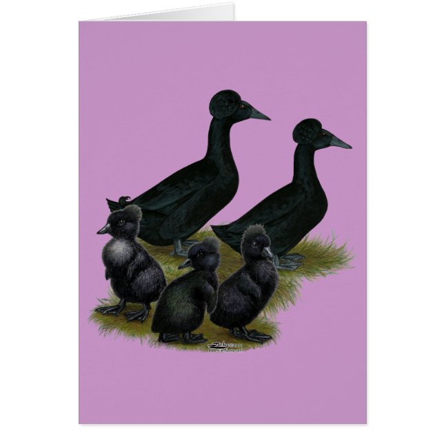 Famille de canard à crête noire (Devant)