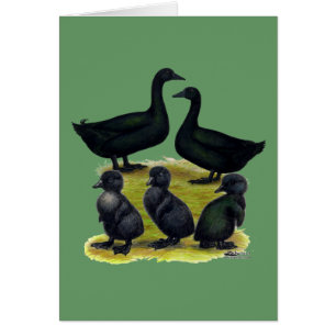 Famille de canards Cayuga