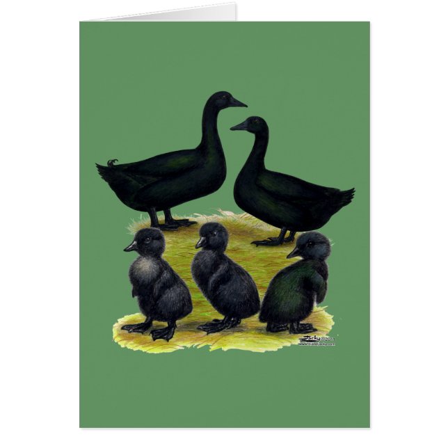 Famille de canards Cayuga (Devant)