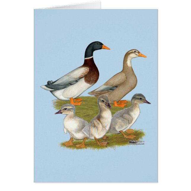 Famille de canards de Saxe (Devant)
