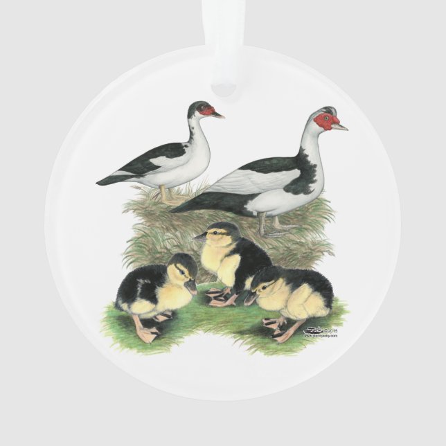 Famille de canards Muscovy à pieds noirs (dos)