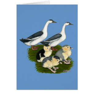 Famille de canards Pie bleue