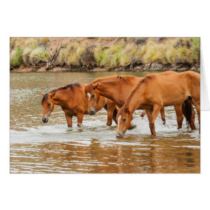 Famille de Cheval Brown à la rivière