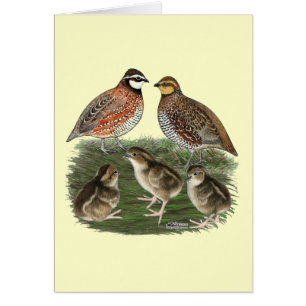 Famille de Colin de Virginie
