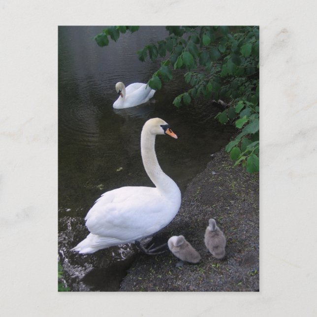 famille de cygnes - carte postale (Devant)