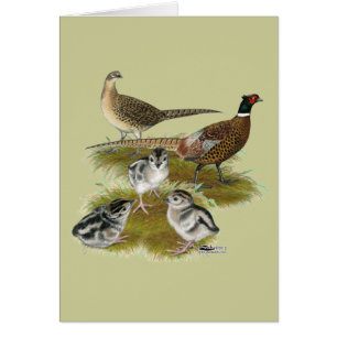 Famille de faisans à collier