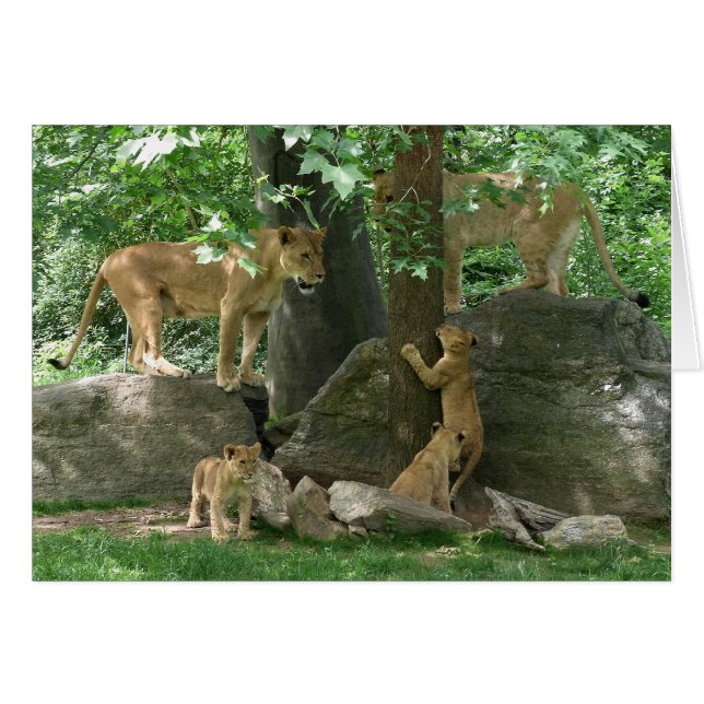 Famille de lion à la carte de jeu (Devant horizontal)