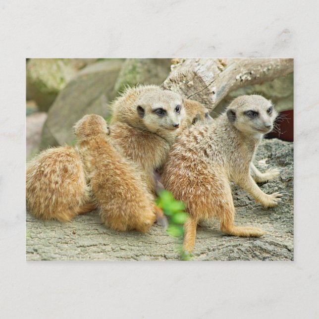 Famille de meerkats - Carte postale (Devant)