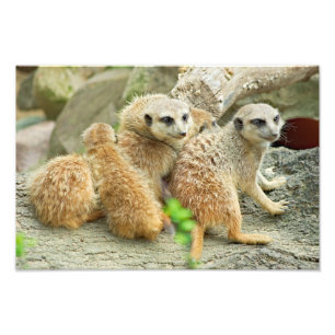 Famille de meerkats - Photo