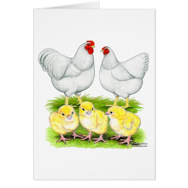 Famille de poules blanches Wyandotte (Devant)