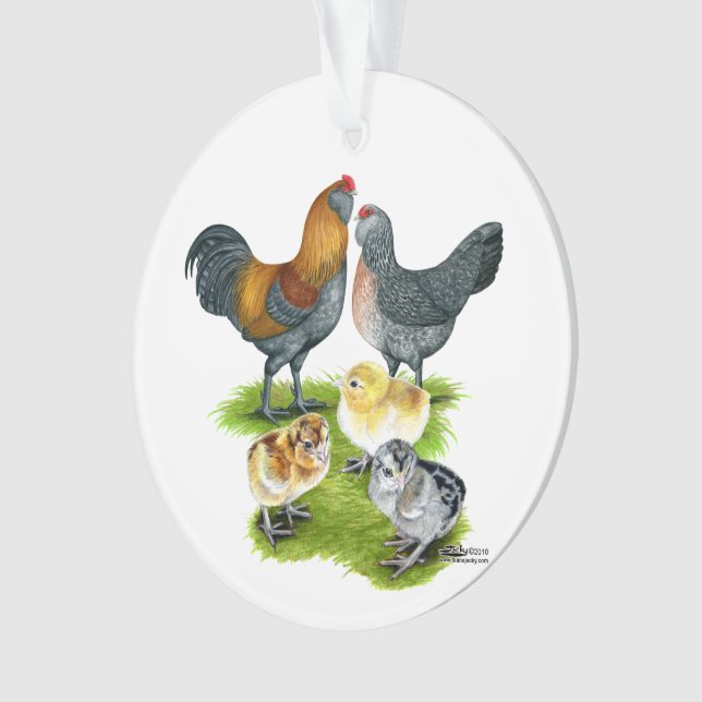 Famille de poulets Ameraucana (devant)