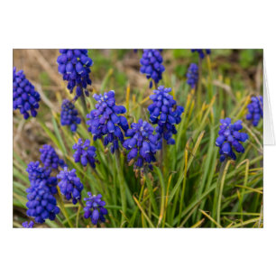 Famille de raisins Hyacinthes