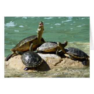 Famille de tortues