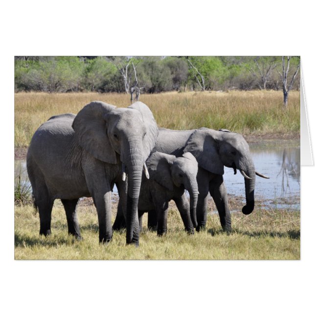 Famille d'éléphants (Devant horizontal)
