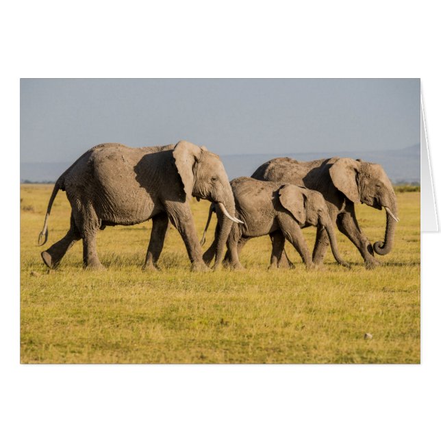 Famille d'éléphants en marche (Devant horizontal)