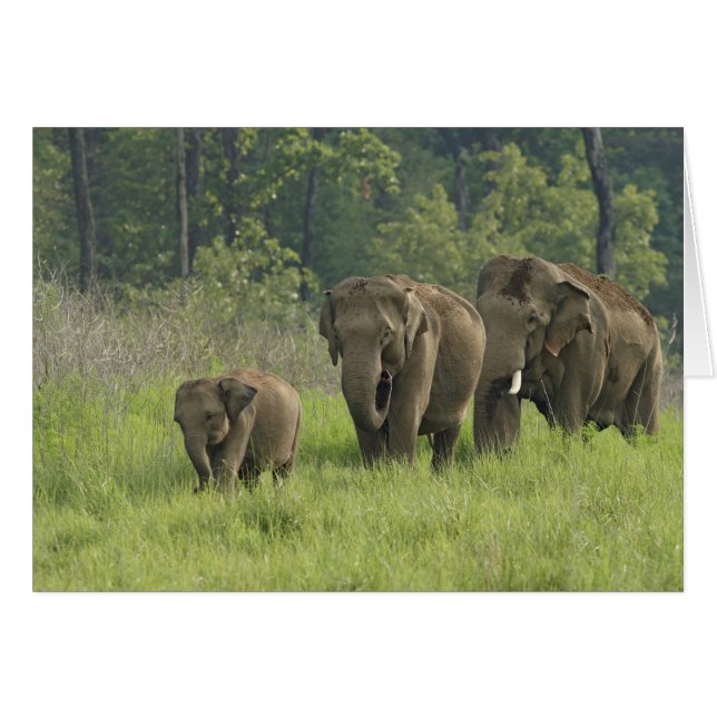Famille d'éléphants indiens (Devant horizontal)