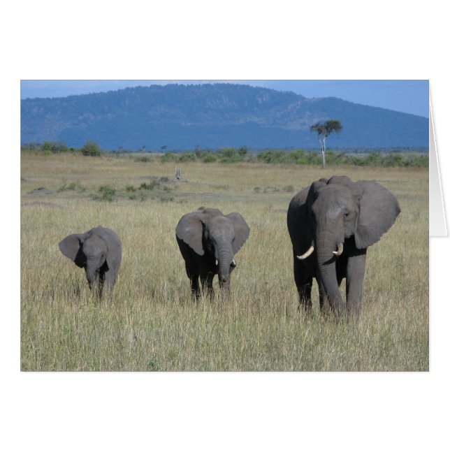 Famille des éléphants (Devant horizontal)