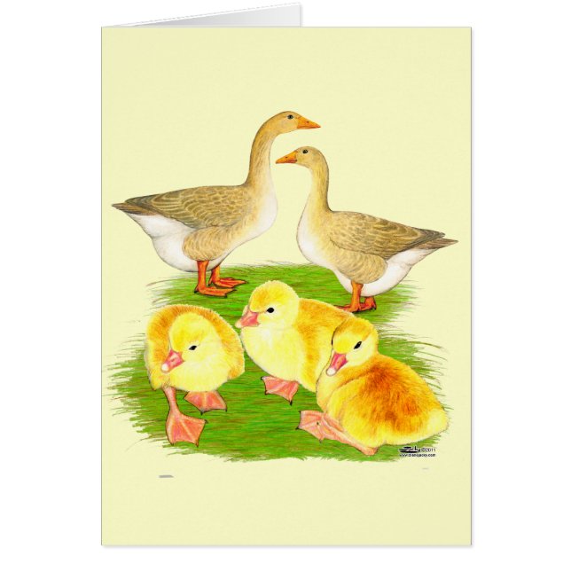 Famille d'oie buff (Devant)