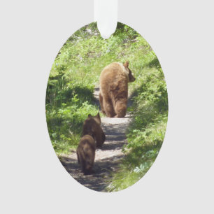 Famille d'ours brun