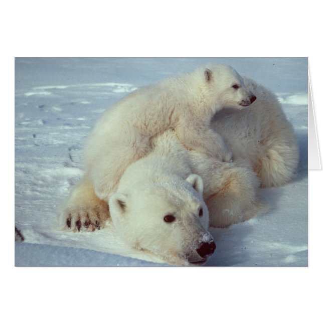 Famille d'ours polaires blancs (Devant horizontal)