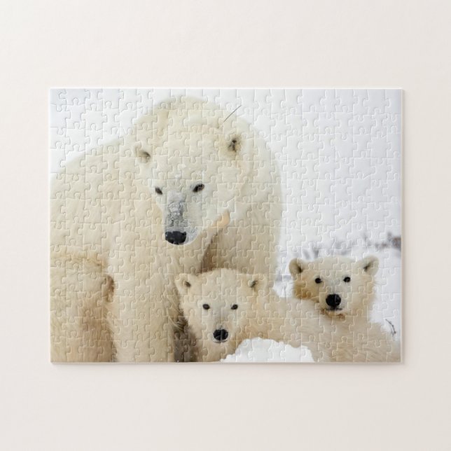 Famille d'ours polaires, puzzle (Horizontal)