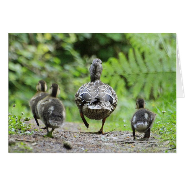 Famille Duck (Devant horizontal)