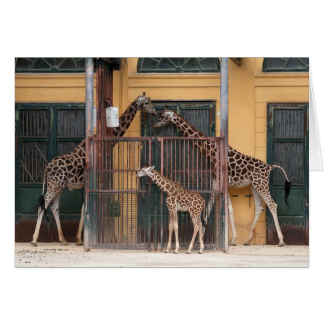 Famille Giraffe (Devant horizontal)