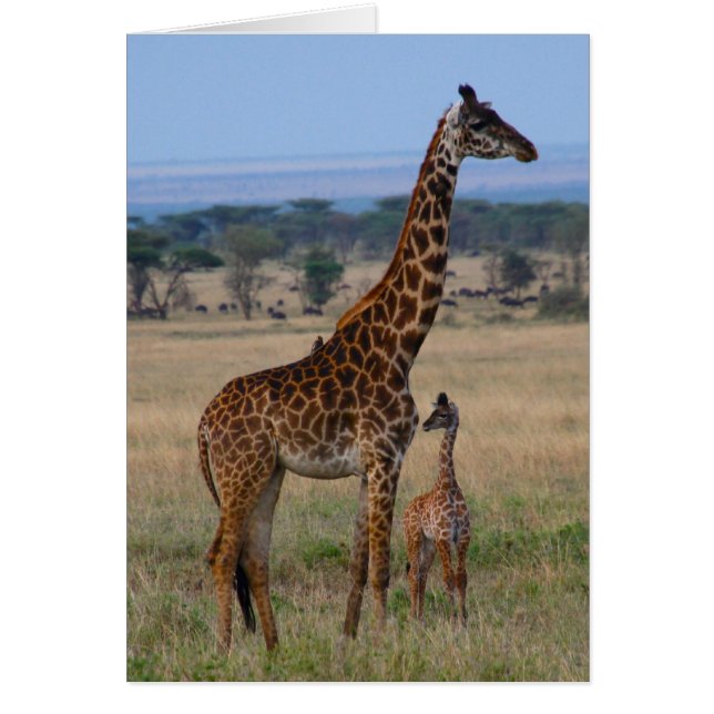 Famille Giraffe (Devant)