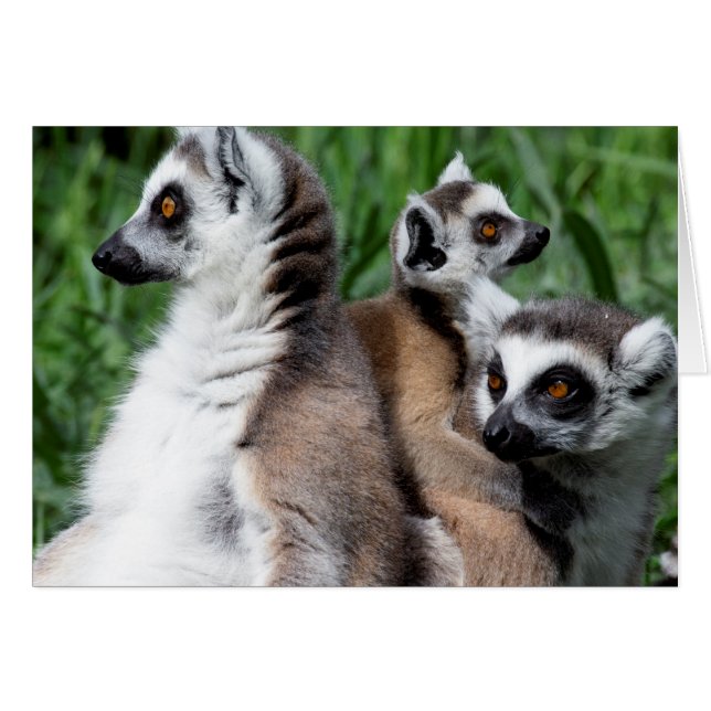 Famille Lemur à queue de ceinture (Devant horizontal)