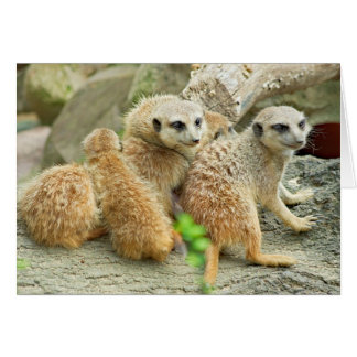 Famille Meerkat - Carte