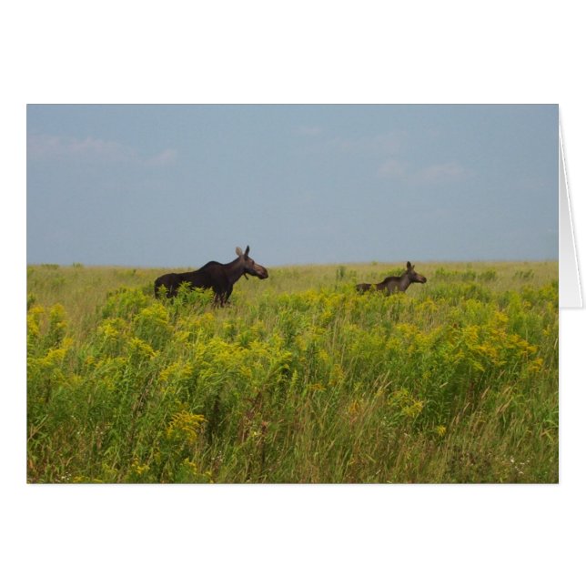 Famille Moose (Devant horizontal)