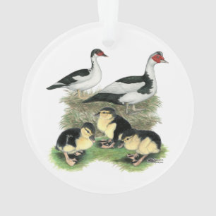 Famille pie noire de Muscovy de canards
