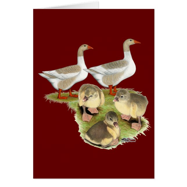 Famille Poméranie Poméranie (Devant)