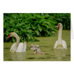 Famille Swan