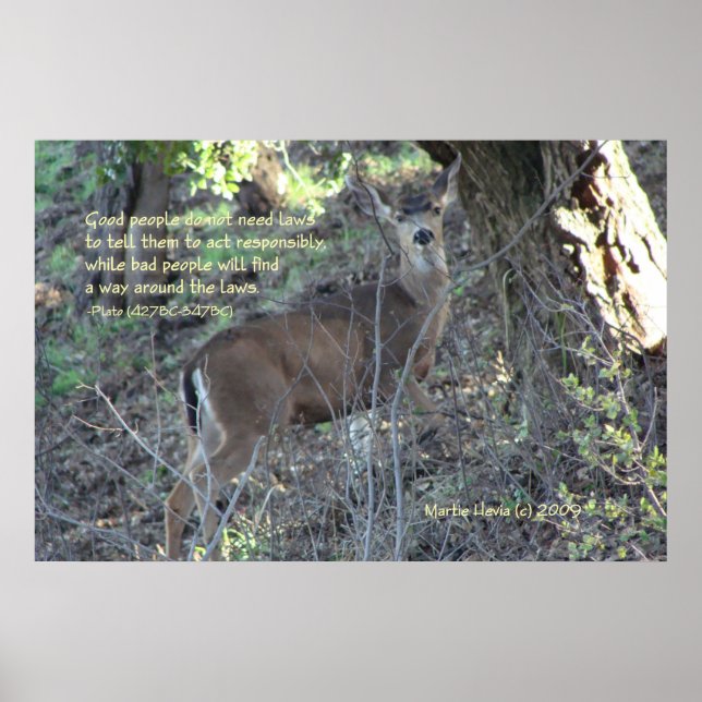 Famous Words: Laws - Deer - Poster (Devant)
