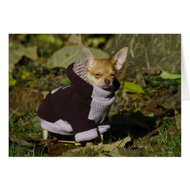 Fancy Chihuahua (Devant horizontal)