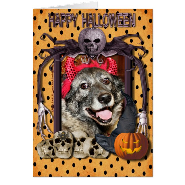 Fancy - Norwegian Elkhound - Salsman (Devant)