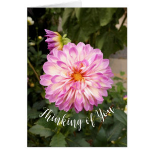 Fancy Purple and White Dahlia Penser à votre carte