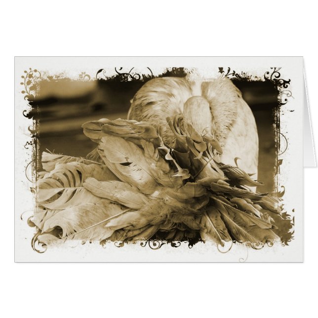 Fantail Pigeon (Devant horizontal)