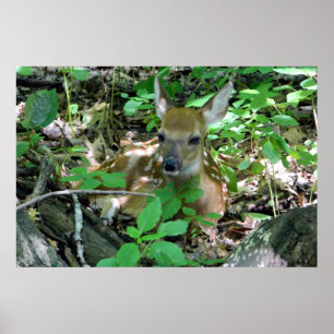 Faon de cerf de Virginie en affiche en bois