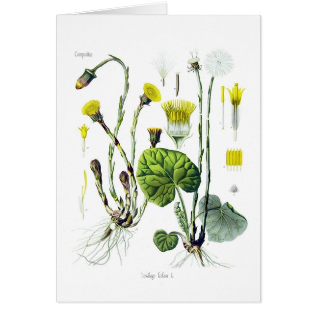 Farfara de Tussilago (Coltsfoot) (Devant)