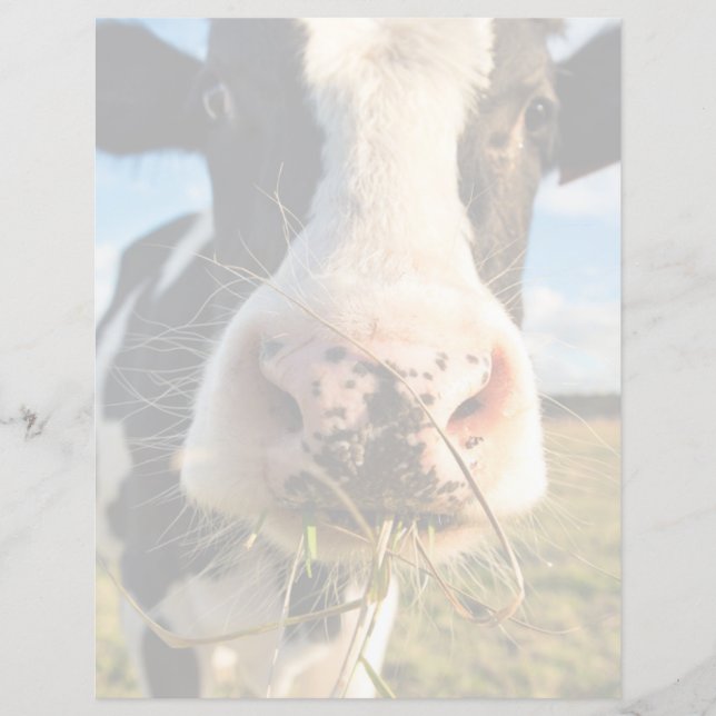 Farms | Holstein Cow Chewing (Devant)
