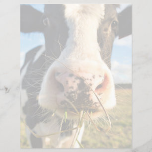 Farms Holstein Cow Chewing