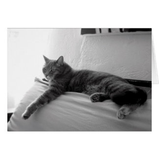 Fat Tabby Chat