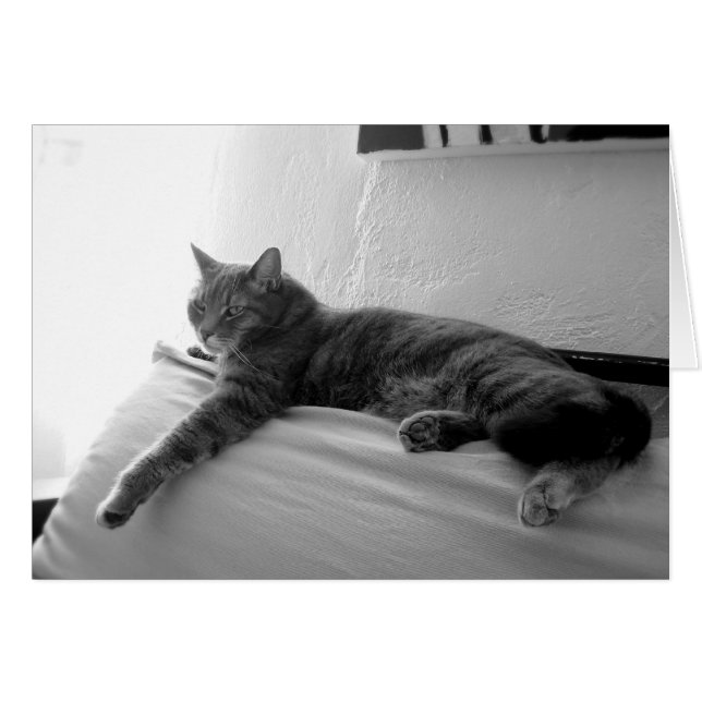Fat Tabby Chat (Devant horizontal)