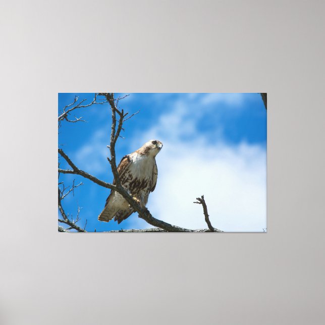 FAUCON À LA CHASSE 60 X 40 TOILE ENROULÉE (Recto)