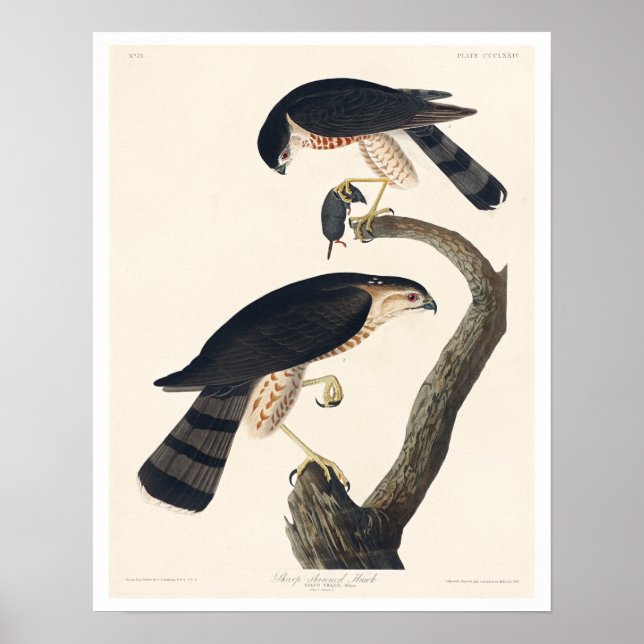 Faucon aiguisé par Audubon Affiche (Devant)