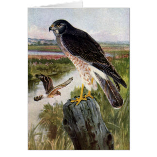 Faucon de marais