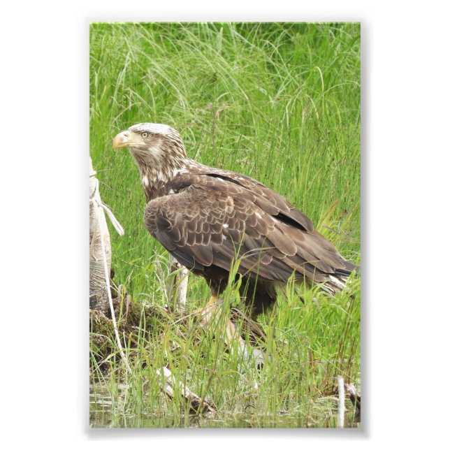 Faucon photo 4x6 (Devant)