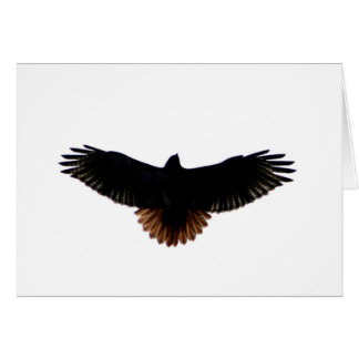 faucon Rouge-coupé la queue